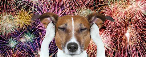 Fireworks and your anxious pet: Here's some tips to help