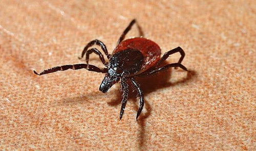 Lyme Disease Information