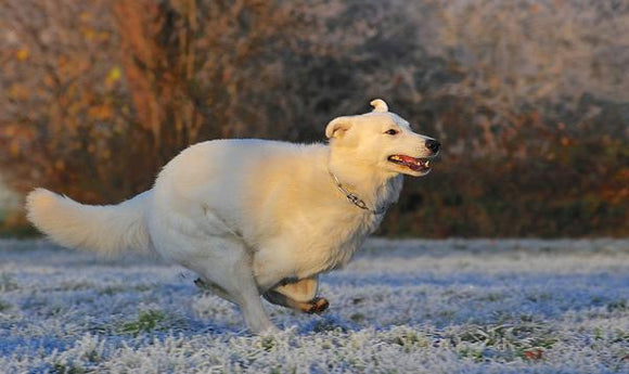 How the Change of Seasons Impacts Your Pet