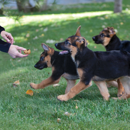 KONG Kitchen Crunchy Biscuit Picnic in the Park Dog Treat