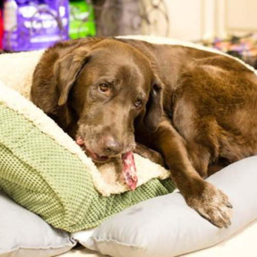 Pet supplies inside of Thomaston Healthy Pet 